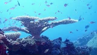 Diving one of Solomon Island's WWII wreck - Kyushu Maru video