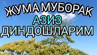 Жума муборак ]] Juma Muborak