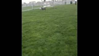 Vitto the Italian Greyhound Plays Soccer