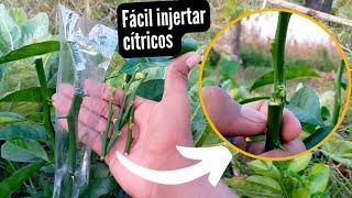  ASÍ DE FÁCIL SE INJERTA UN LIMONERO QUE PRENDA - INJERTO DE CÍTRICOS