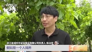 [中国三农报道]浙江湖州：桑基鱼塘养蚕用上机器人|农业致富经 Agriculture And Farming