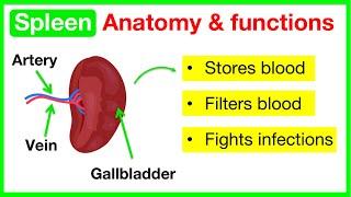 Spleen anatomy & function | Easy learning video