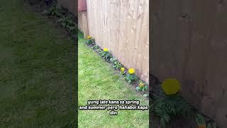 LIFE IN UL | Garden vlog #summergarden #minivlog #minivlog #pinaysauk #simplelivinguk #garden