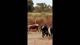 Bulls fighting