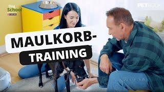 So gewöhnst du deinen Hund an den Maulkorb | Dogschool I PETBOOK