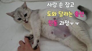 출산 고통이 다가오자 사람 손에 의지하며 힘을 쓰는 임신묘의  가슴 아픈 진통과정ㅜㅜ