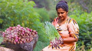 Fresh Shallots Harvest in village and Traditional flavors with blend with this spice