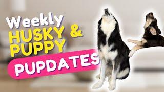 Weekly Husky & Puppy Updates!