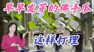 佛手瓜早早发芽了这样打理。点击CC观看字幕。