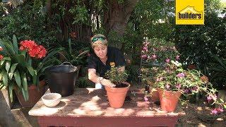 How to Plant Fuchsia Flowers in a Pot