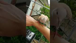 Pet Dove Flies to Hand on Command