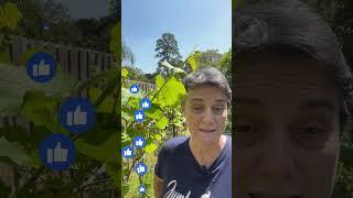Grapevine basics