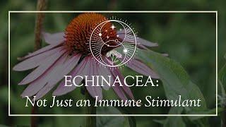 Echinacea: Not Just an Immune Stimulant