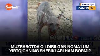 MUZRABOTDA O‘LDIRILGAN NOMA'LUM YIRTQICHNING SHERIKLARI HAM BORMI?