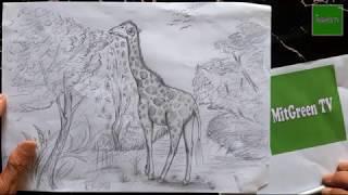 How to Draw a Giraffe, Pencil Art, MitGreen TV