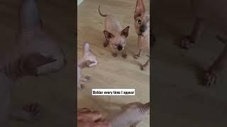 This adorable Sphynx kitten Yells of Joy when it sees its owner