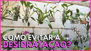 COMO CUIDAR DAS ORQUÍDEAS NO TRONQUINHO EM DIAS DE MUITO CALOR E AR SECO?️