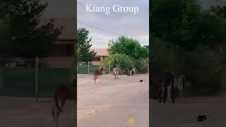 kiang group #shorts