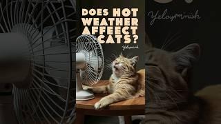 Cat behavior | Do cats need AC in summer #cat #cats #catlover @KittyKorner