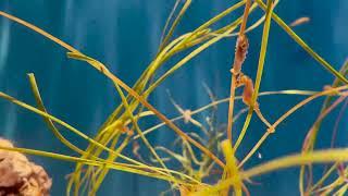 Birch Aquarium: Dwarf Seahorses