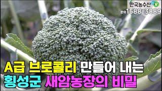 [한국농수산TV] A급 브로콜리 만들어내는 횡성군 새암농장의 비밀