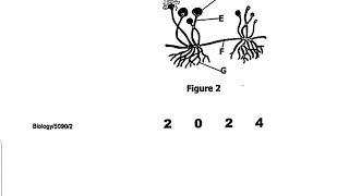 2024 Biology paper 2(GCE)- Saprophytic Nutrition in Rhizopus exam revision questions and answers