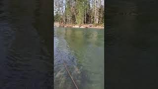 Swing the fly with a single hand rod