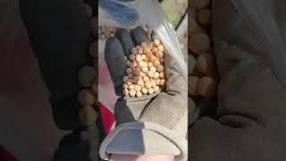 Что там за забором?  (Окучили картошку. Сестра приехала. Внук пришел.)