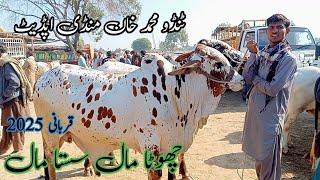 pure beautiful Cholistani bachre | Tando Muhammad Khan Mandi update | Sindhi Cattle Market