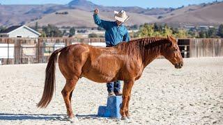 Teaching a Horse to Come up Beside You on A Mounting Block