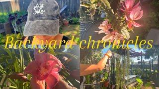 Backyard chronicles  pruning, fertilizing & watering 