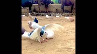 #somersault #acrobatic #pigeon #Bird