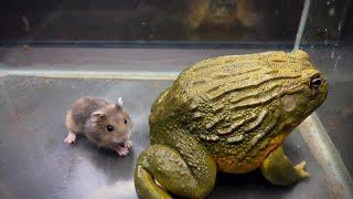 Giant frog swallows hamster  /  African bullfrog【LIVE FEEDING】