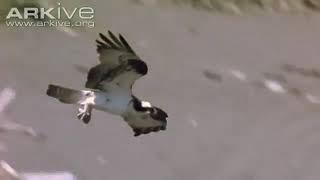 Amazing Eagle Hunting. Video courtesy by www.arkive.org