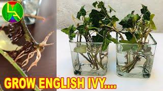 How to grow english ivy at home quickly?