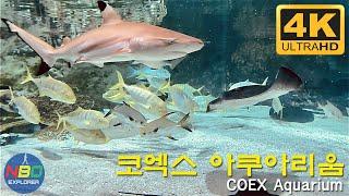 [4K]  Walking around COEX Aquarium｜ 코엑스 아쿠아리움