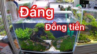 Các hồ thuỷ sinh siêu đẹp giá tốt cho anh em tham khảo -aquarium