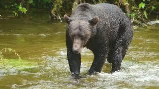 SLOW MOTION: Braunbär in Hyder - Salmon fishing Brown Bear