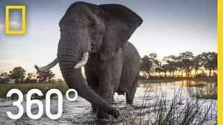 Elephant Encounter in 360 - Ep. 2 | The Okavango Experience