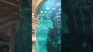 fish aquarium in Jeddah Airport #fish #aquarium #jeddah #airports #trending #viral #shortvideo