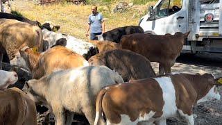 GÜZEL İNSANLARIN GÜZEL HAYVANLARINI ALDIK!!