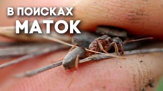 ЛЁТ МУРАВЬЁВ В САМОМ РАЗГАРЕ! Lasius niger, umbratus и другие! \\ В ПОИСКАХ МАТОК!