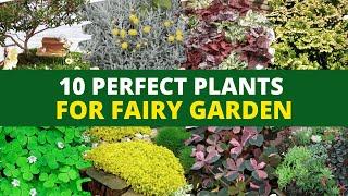 12 Top Plants for Fairy Garden (Miniature Garden Plants) 🪴