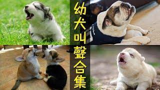 哈士奇、小柯基、鬥牛犬幼犬齊靠腰｜超可愛的幼犬叫聲大集合！