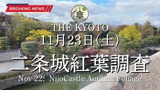 [News] The autumn leaf condition at Nijo Castle on November 23