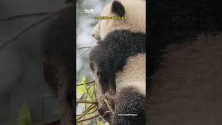 园艺师傅福茹宝宝