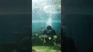 Underwater fish feeding #shorts  #fishfeeding #underwater #aquarium #diving