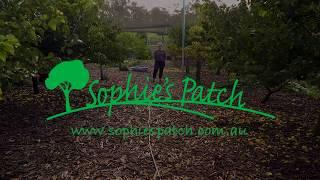 Sophies Patch - The Orchard