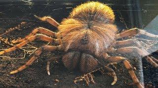 5 Shocking Giant Prehistoric Spiders