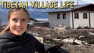 EXPLORING RANDOM TIBETAN VILLAGES  探索藏区农村